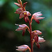 Striped Coralroot (Corallorhiza striata var. striata)