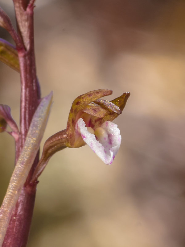 Corallorhiza wisteriana (Spring Coralroot orchid)