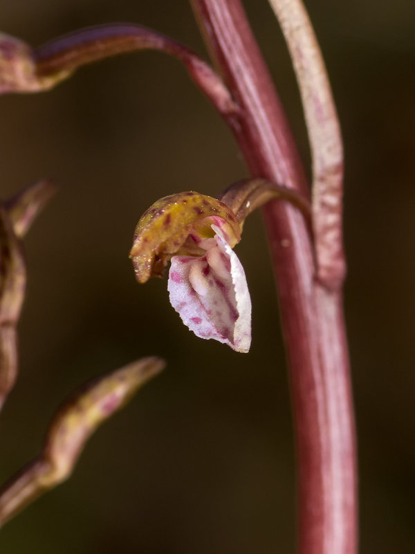 Corallorhiza wisteriana (Spring Coralroot orchid)