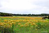 Ragwort - totally irresponsible farming