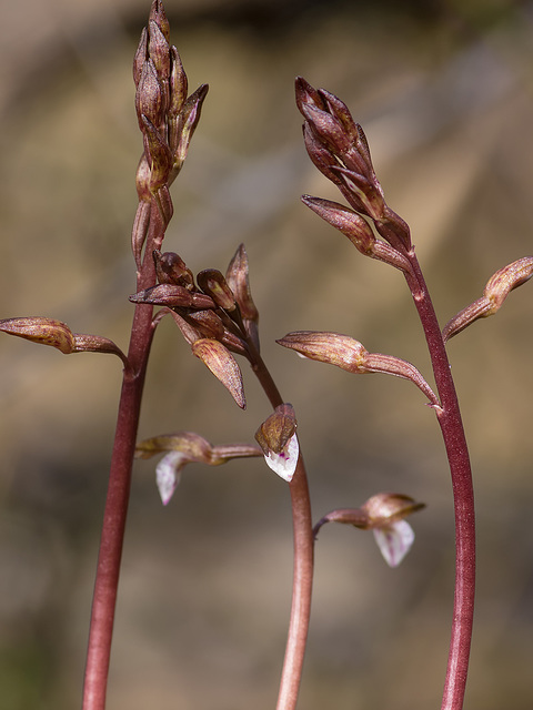 Corallorhiza wisteriana (Spring Coralroot orchid)