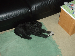 Fonzie at 9 weeks Fonzie at 9 weeks