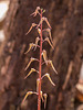 Neottia bifolia (Southern Twayblade)