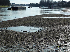 the thames at chiswick mall