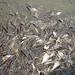 fish feeding on Chao Praya