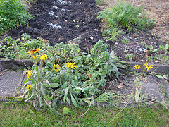 Rudbeckia im Herbst