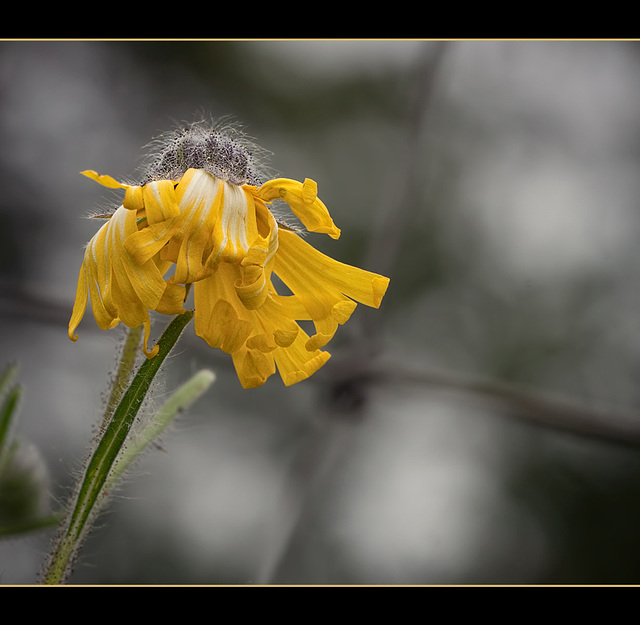 Showy Tarweed: The 153rd Flower of Spring & Summer!