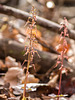 Neottia bifolia (Southern Twayblade)