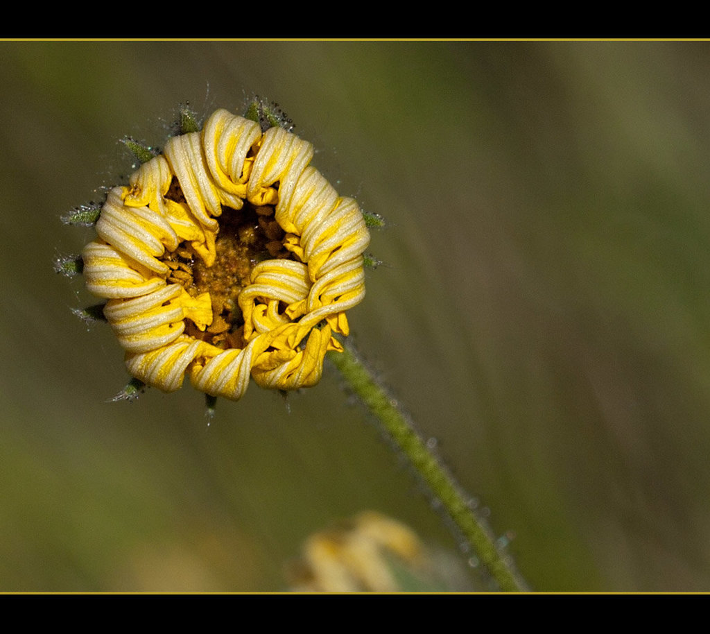 Showy Tarweed: The 153rd Flower of Spring & Summer!