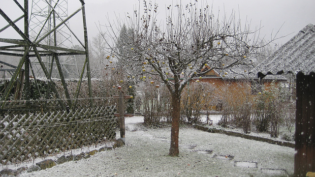 Der Apfelbaum im ersten Schneefall