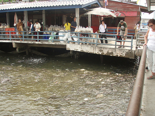 fish feeding on Chao Praya