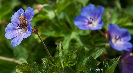 Bee on Cranesbill