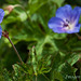 Bee on Cranesbill