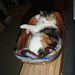 Leeloo in her bowl
