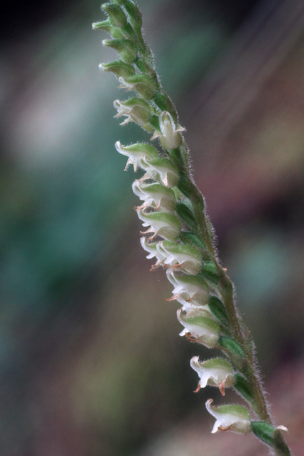 Giant Rattlesnake Orchis (Goodyera oblongifolia)