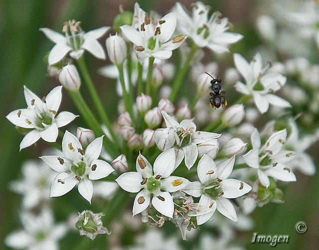 Even Bees like onion