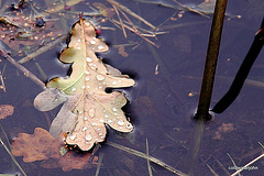 Oak Leaf Raft 5192425247 o