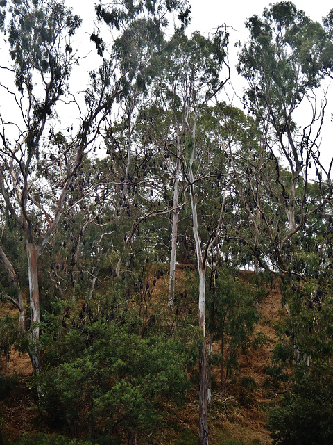 flying foxes at Yarra Bend