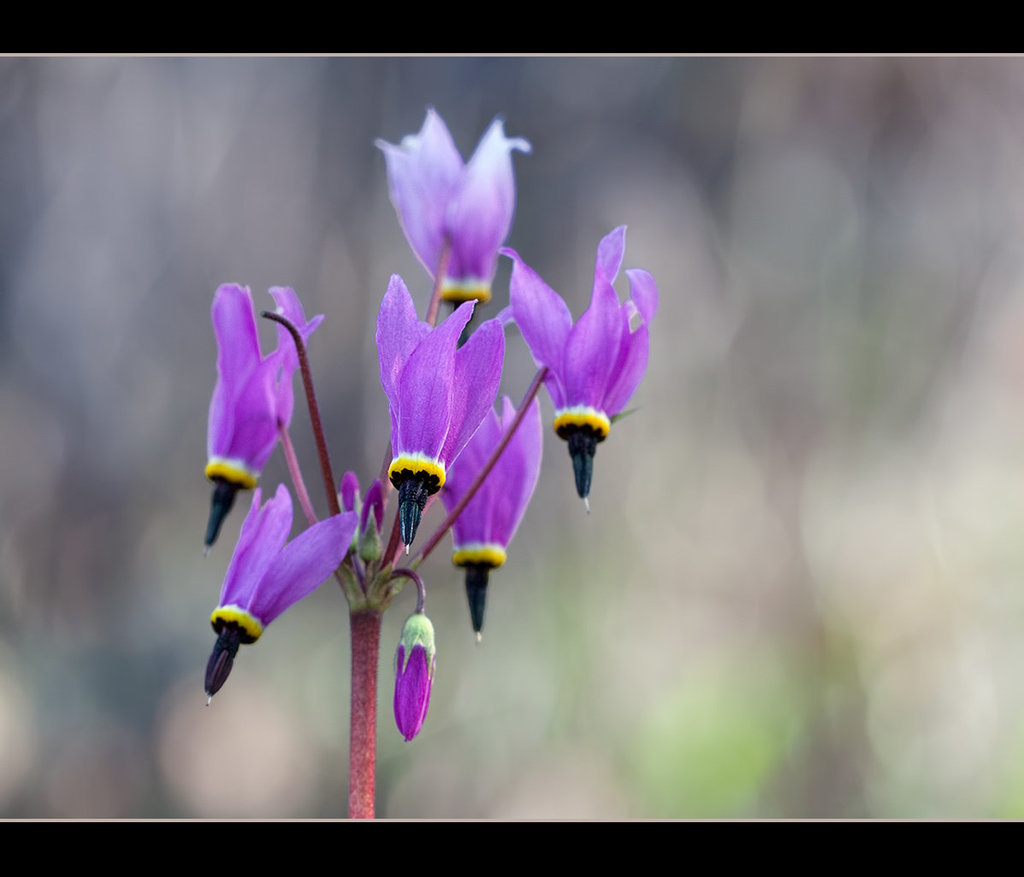 Henderson's Shooting Stars (6 more pix below!)