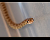 Pacific Gopher Snake (3 more pix below!)