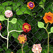 Yarnbomb Flowers 5