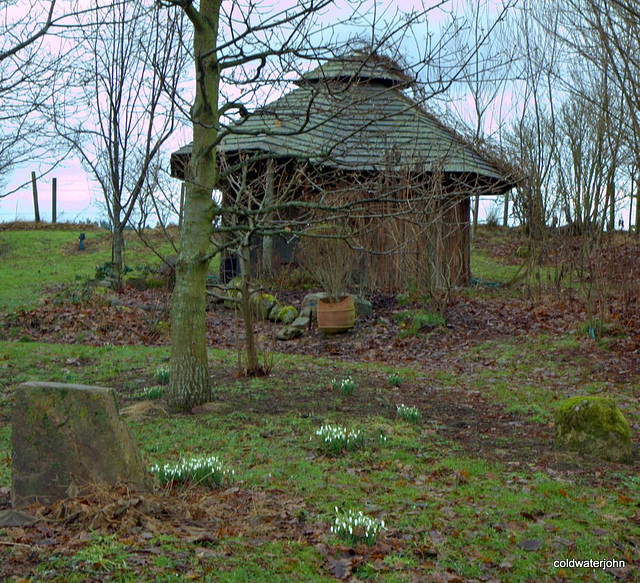 Snowdrops - harbingers of Spring?