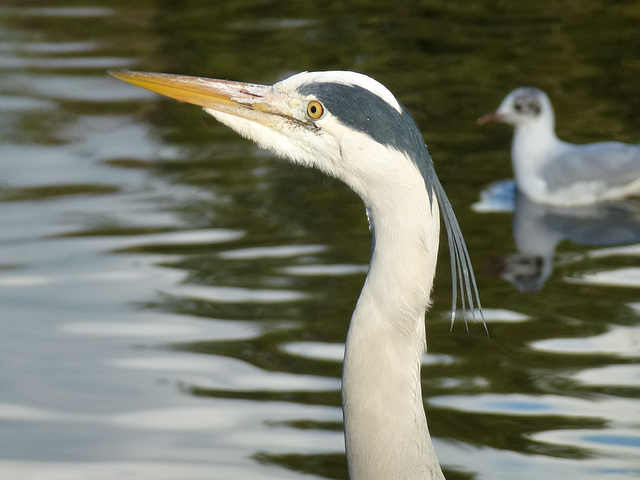 heron at chiswick house