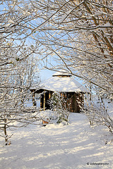 Sun and snow - garden walk Dec 10 2011