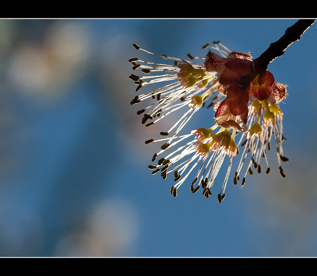 Glowing Blossom