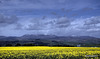 Rape field and May snows on Ben Wyvis