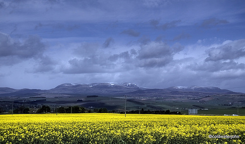 Rape field and May snows on Ben Wyvis