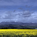 Rape field and May snows on Ben Wyvis