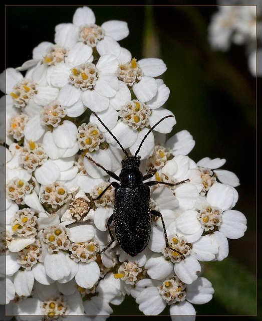 Tanbark Borer Beetle on Yarrow Looking at the Next Destination