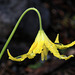 Glacier Lily (Erythronium grandiflorum)