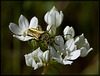 Golden Velvet Beetle on White Cluster Lily (False Blister Beetle: Oedemera)