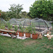 new vegie garden