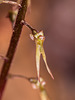 Neottia bifolia (Southern Twayblade)