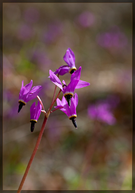 Hillside of Henderson's Shooting Stars!