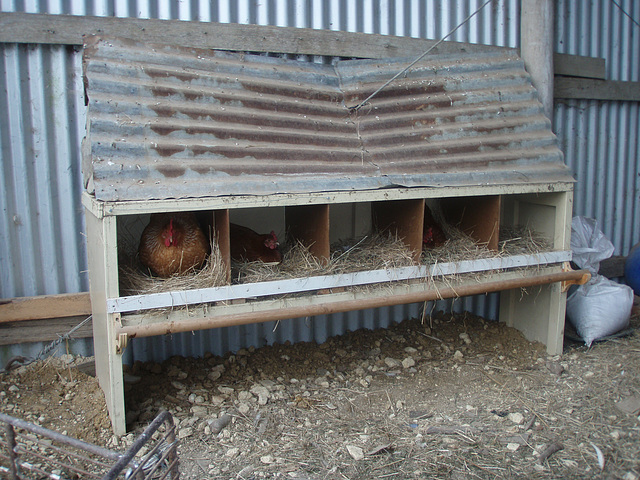 chook laying boxes