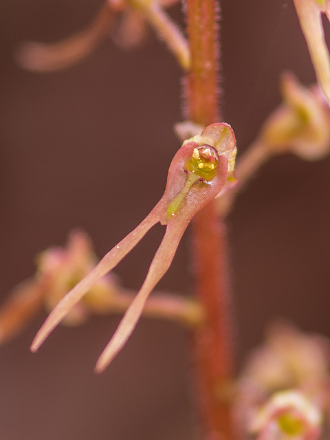 Neottia bifolia (Southern Twayblade)