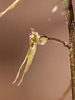 Neottia bifolia (Southern Twayblade)