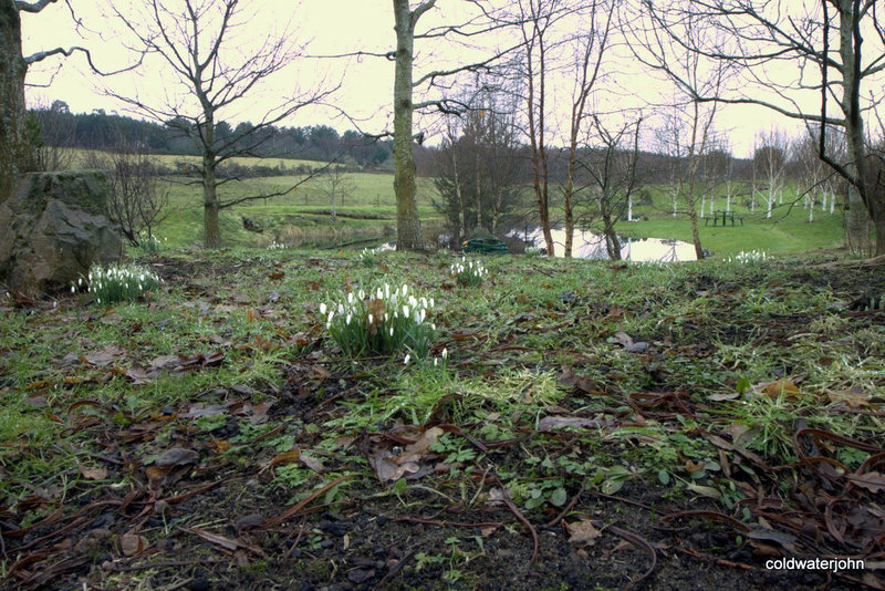 Snowdrops - harbingers of Spring?