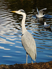 heron at chiswick house