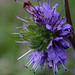 Ballhead Waterleaf (Hydrophyllum capitatum var. capitatum)