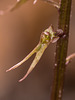 Neottia bifolia (Southern Twayblade)