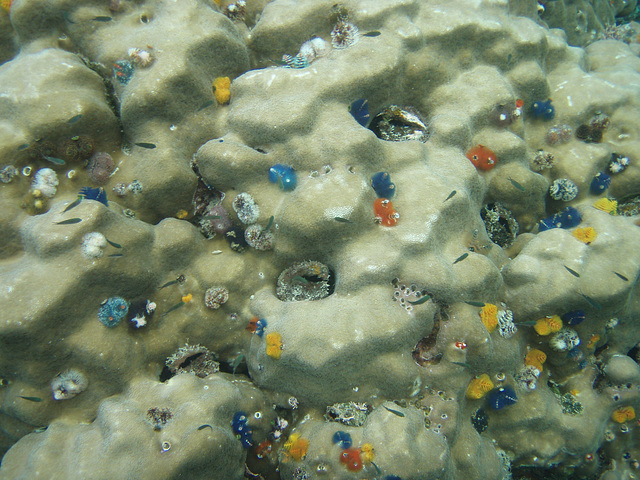 more snorkelling