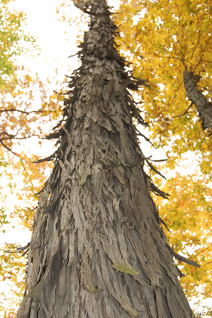 Shag Bark Hickory