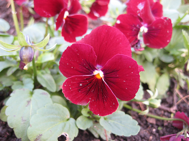 Stiefmütterchen im Blumenrabatt