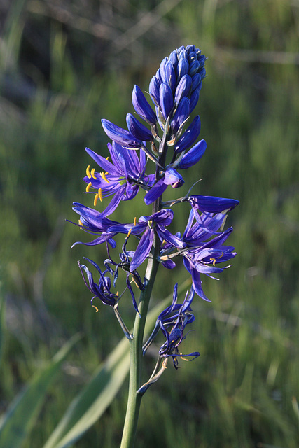 Common Camas (Camassia quamash)