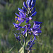 Common Camas (Camassia quamash)